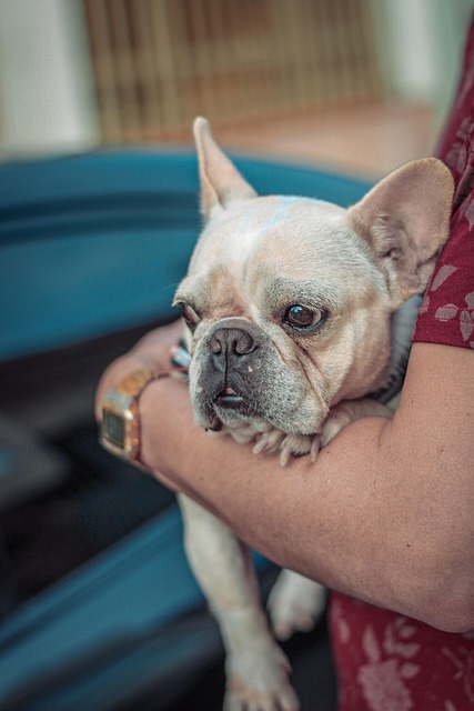 Free Mascotas Perro photo and picture