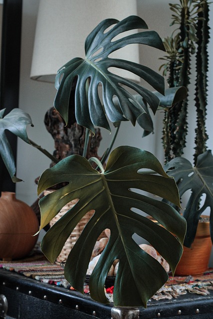 Free Plantas Diseño De Interiores photo and picture