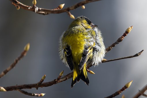 Siskin, Fugl, Grene, Skomagerens