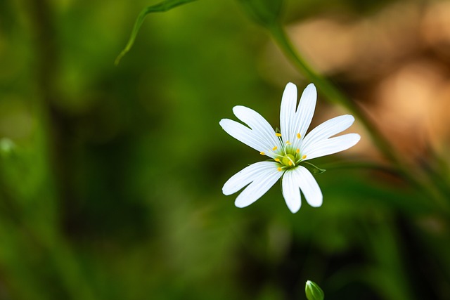 Free Flower Blossom photo and picture