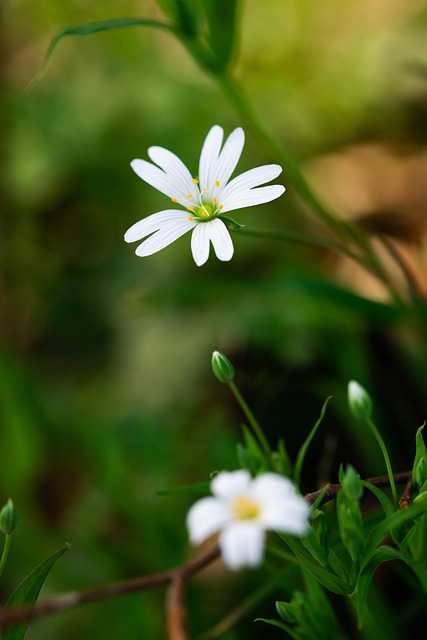 Free Flower Bloom photo and picture