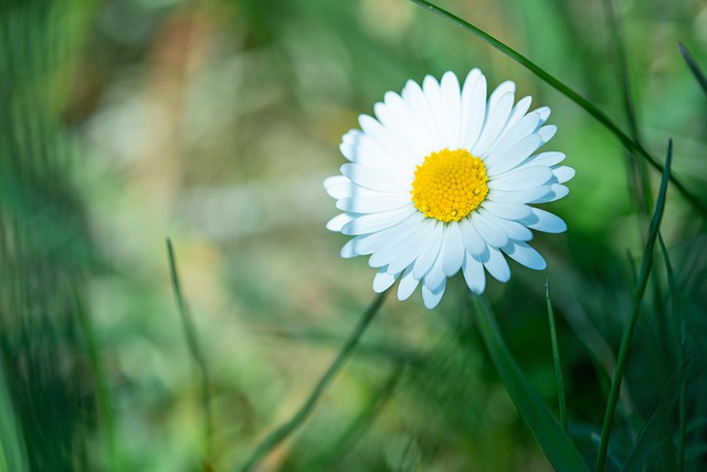 Free Flower Daisy photo and picture