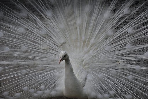 Păun, Alb, Animal, Păun Alb, Pasăre