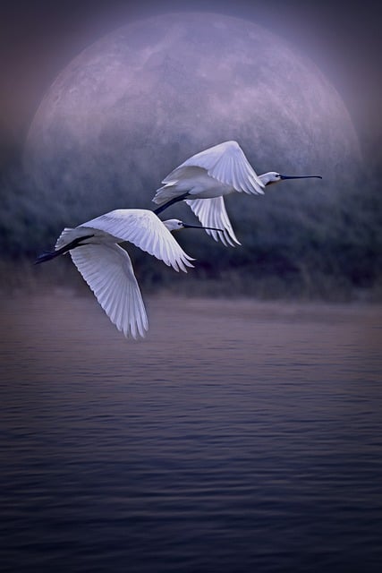 Free Birds Flight illustration and picture