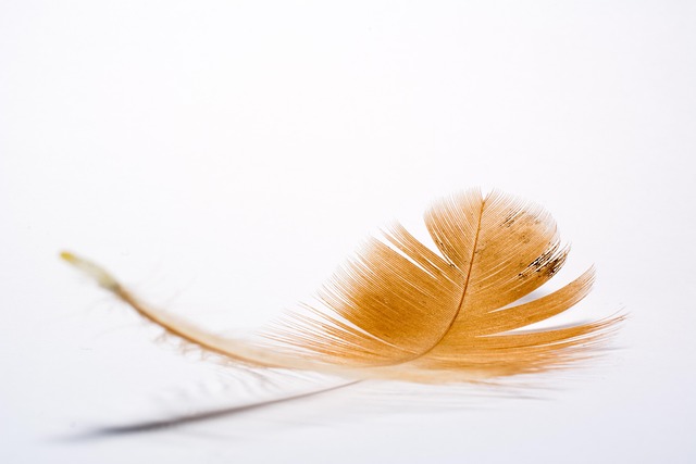 Free Feather Bird photo and picture