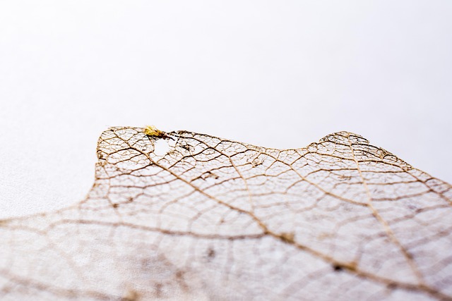 Free Leaf Autumn photo and picture
