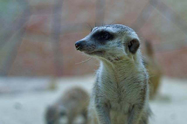 Free Meerkat Mongoose photo and picture