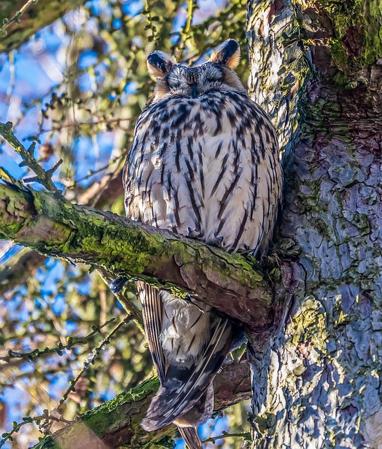Free Long-Eared Owl Animal photo and picture