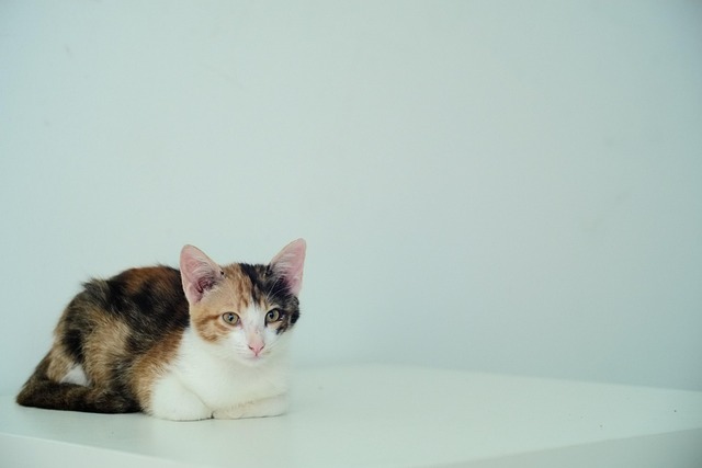 Free Cat Kitten photo and picture