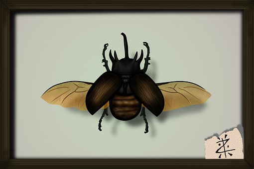 Illustration, Käfer, Insekt, Insekten