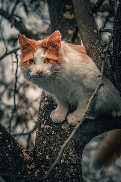 Free Cat Pet photo and picture