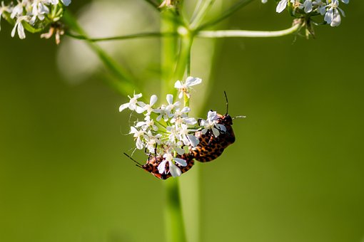 Insekter, Natur, Fejl, Par, Paraply
