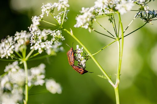 Insekter, Par, Insekt, Skjold, Paraply