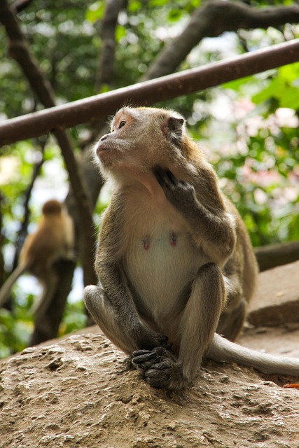 Free Monkeys Animal photo and picture