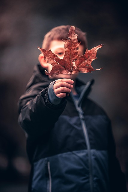 Free Leaf Fall photo and picture