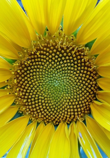 Girasol, Flor, Natürlich, Naturaleza