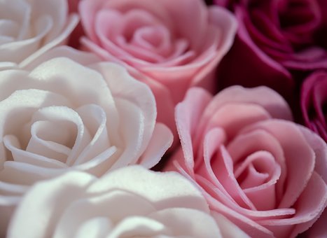 Free Roses Petals photo and picture