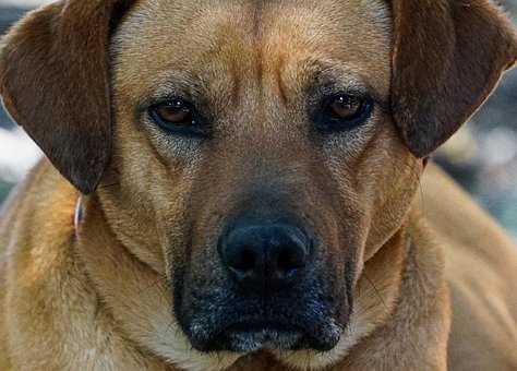 Free Dog Can photo and picture