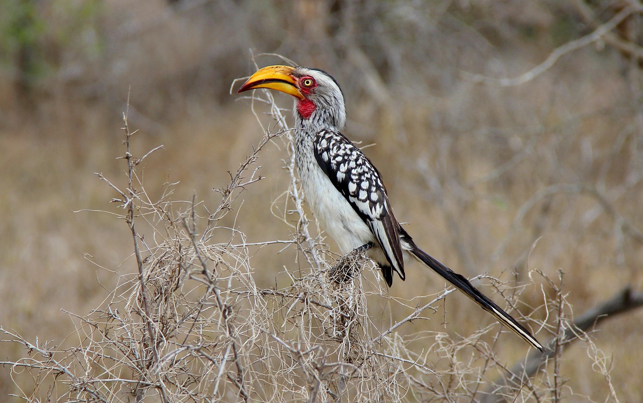 Download free HD stock image of Hornbill Bird Free Hornbill Bird photo and picture