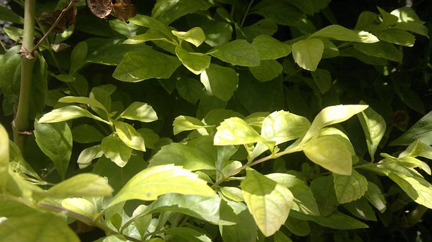Free Plant Green photo and picture