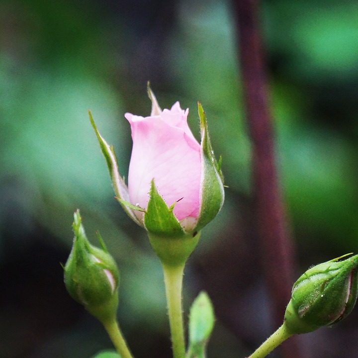 Botão De Rosa Jardim - Free photo on Pixabay