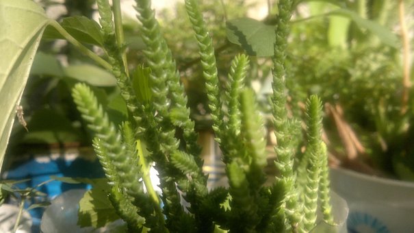Free Nature Green photo and picture