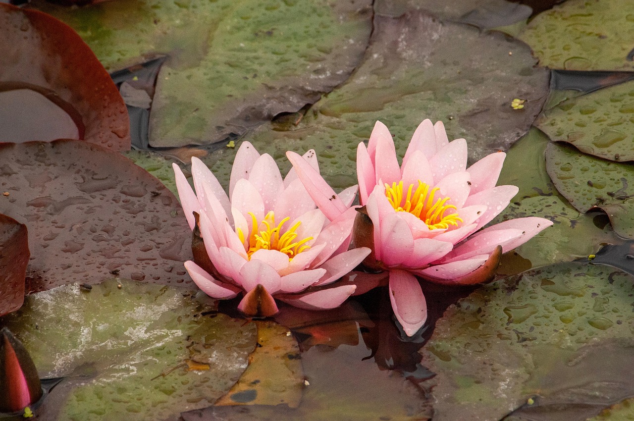 Water Lily Flowers Pond Free photo on Pixabay Pixabay