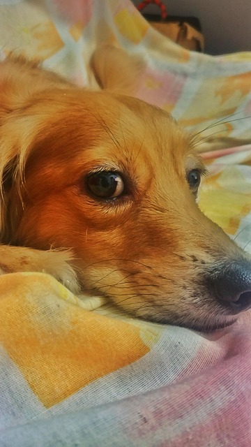 Free Dog Love Dog photo and picture