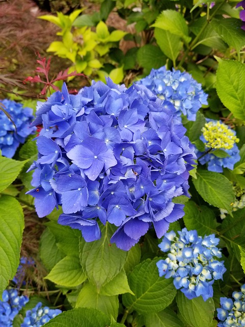 Free Hydrangea Flower Background photo and picture