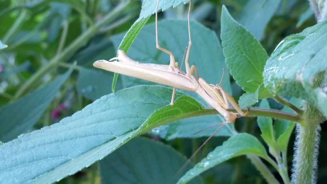 Praying Mantis - free online jigsaw puzzle photo