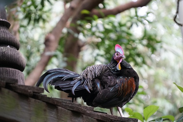 Groene Junglehoen, Vogel, Dier, Zitten