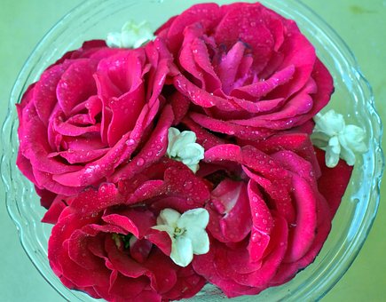 Free Roses Red photo and picture