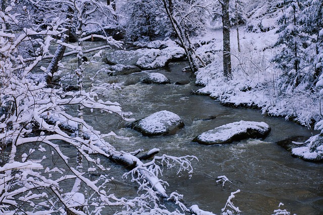 Free Forest River photo and picture