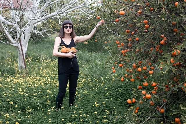 Free Orange Picking photo and picture