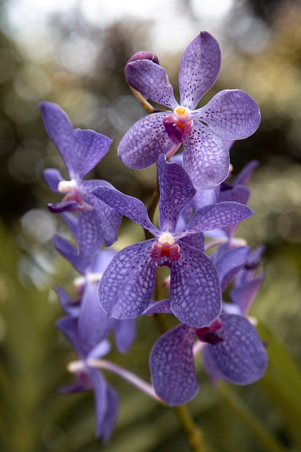Free Orchids Flower Background photo and picture