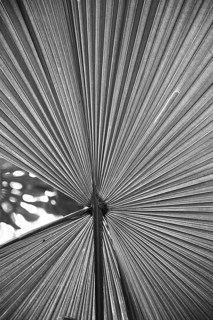 Free Palm Leaf photo and picture