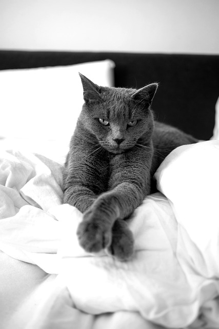 Free Cat Nature photo and picture
