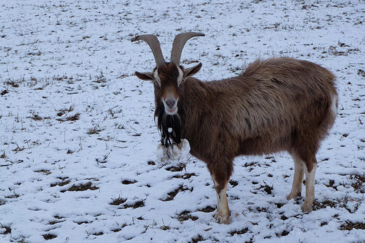 Goat Snow Winter Free photo on Pixabay Pixabay