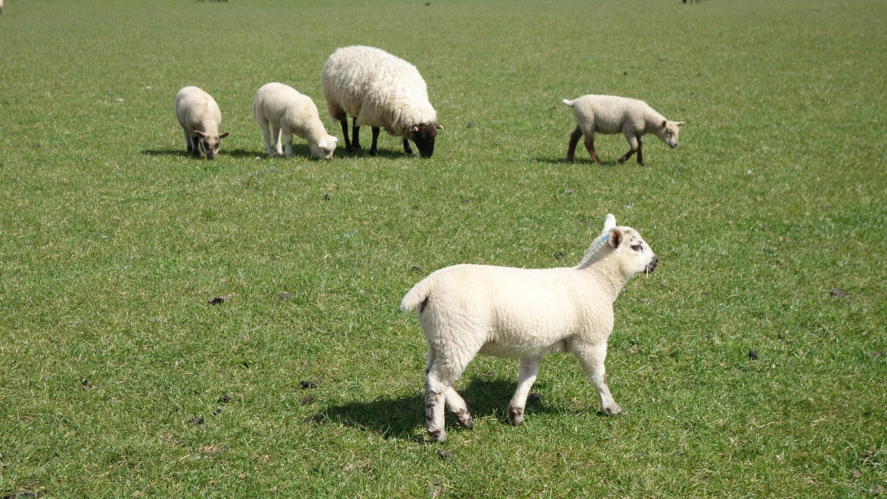 Sheep Pasture Land Free photo on Pixabay Pixabay
