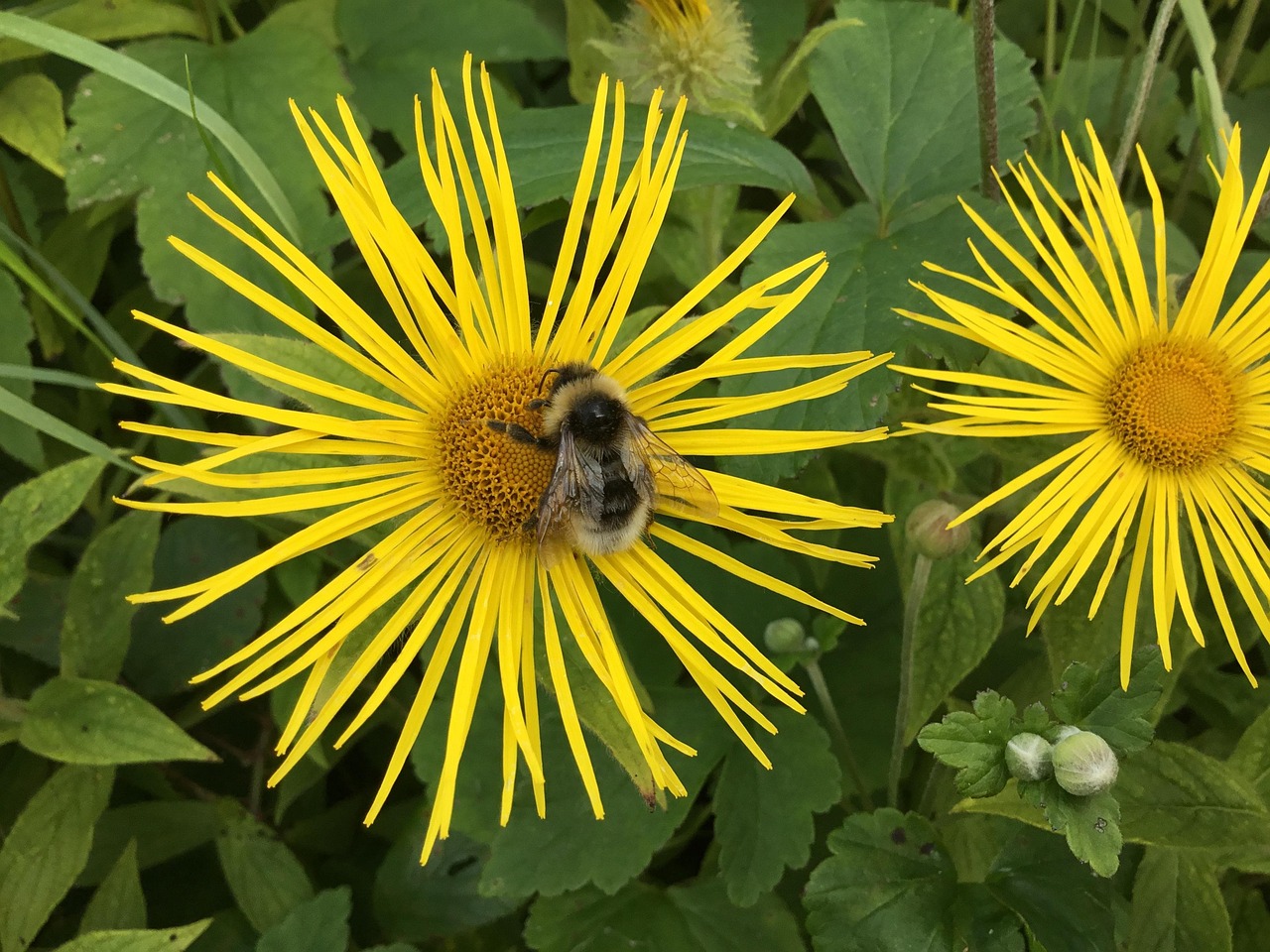 Bumblebee Flower Pollination Free photo on Pixabay Pixabay