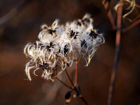 Free Clematis Trockenblume photo and picture