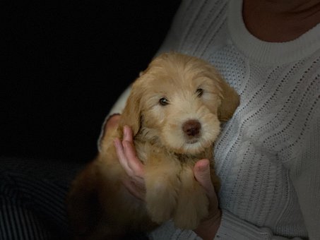 Hündchen, Niedlich, Hund, Haustier, Tier