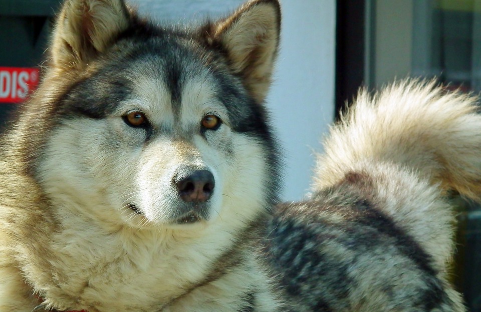 Rauque Chien Rauque Zwierząta - Photo gratuite sur Pixabay - Pixabay