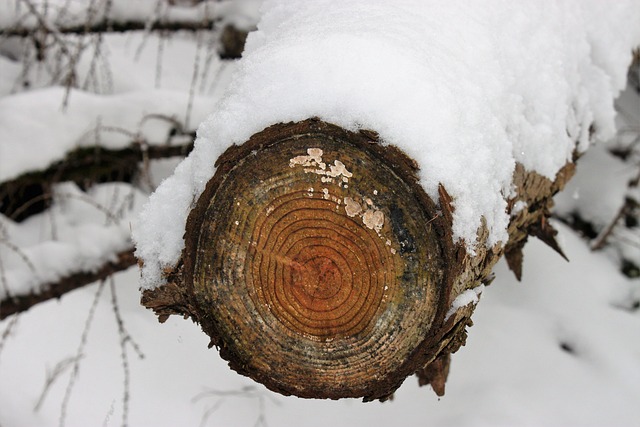Ast, Schnee, Winter, Kälte, Frost, Wald