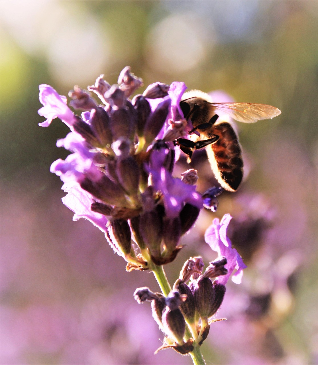 Lavender Insect Bee Insect Lavender - Free photo on Pixabay - Pixabay
