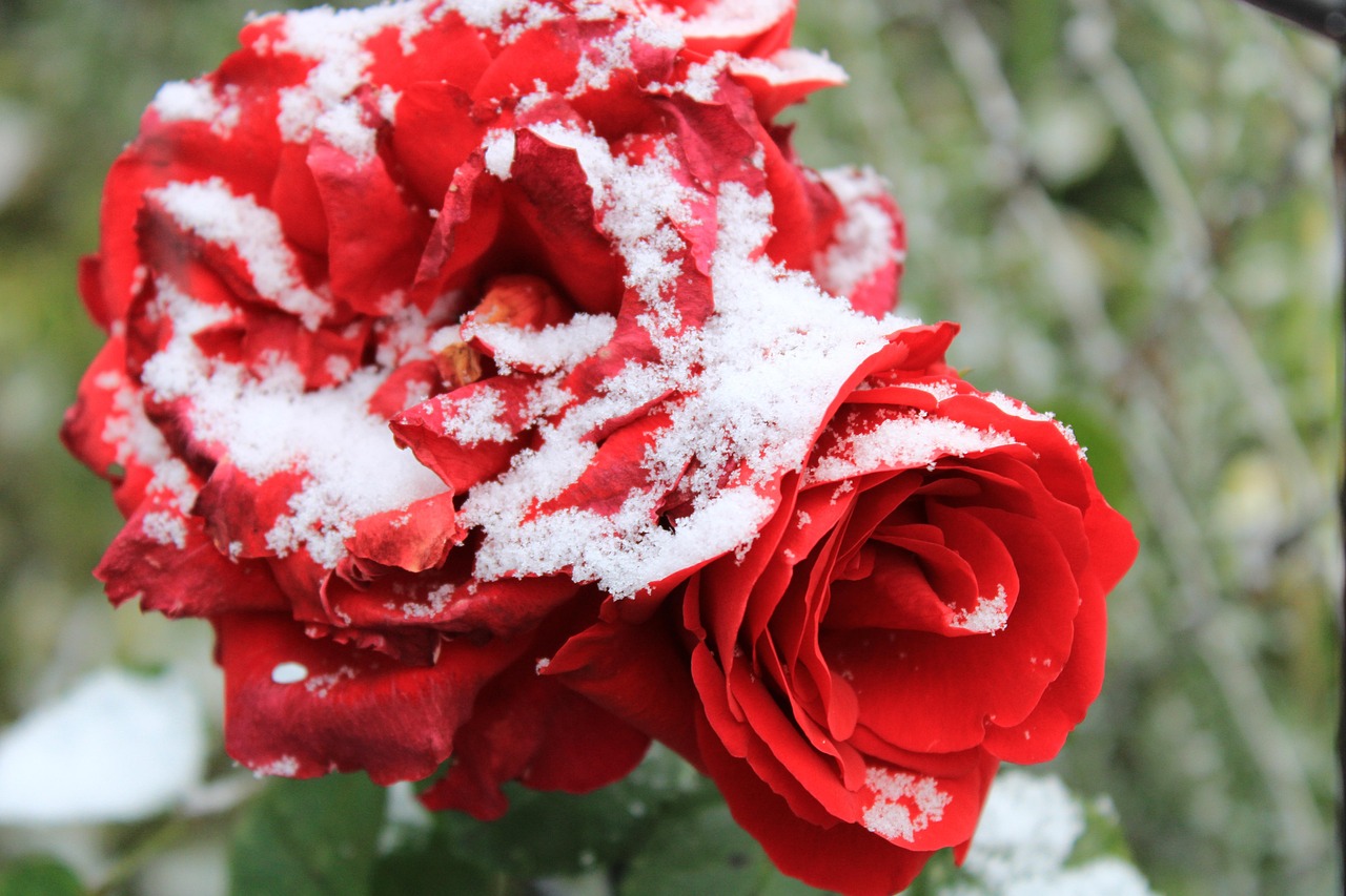 Rose Red Snow Free photo on Pixabay Pixabay