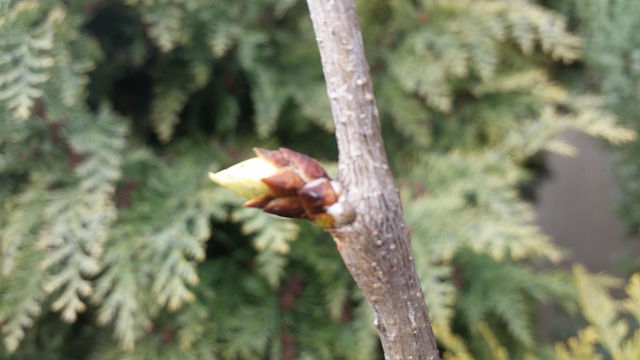 Spring Bud Branch - Free photo on Pixabay - Pixabay