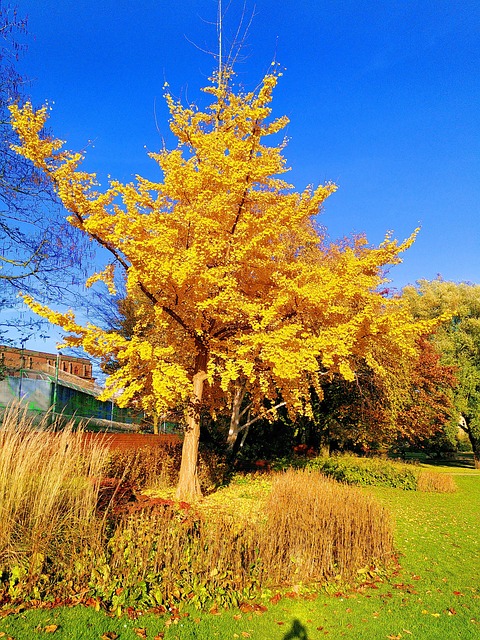 Free Gingko Tree photo and picture