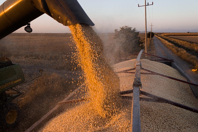 Free Corns Mexico photo and picture