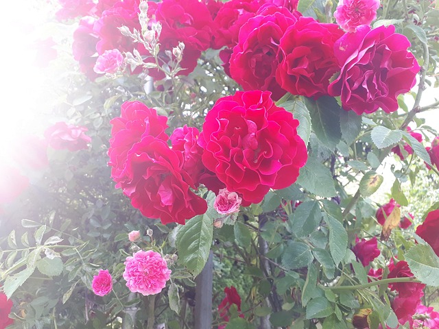 Free Rose Flower photo and picture